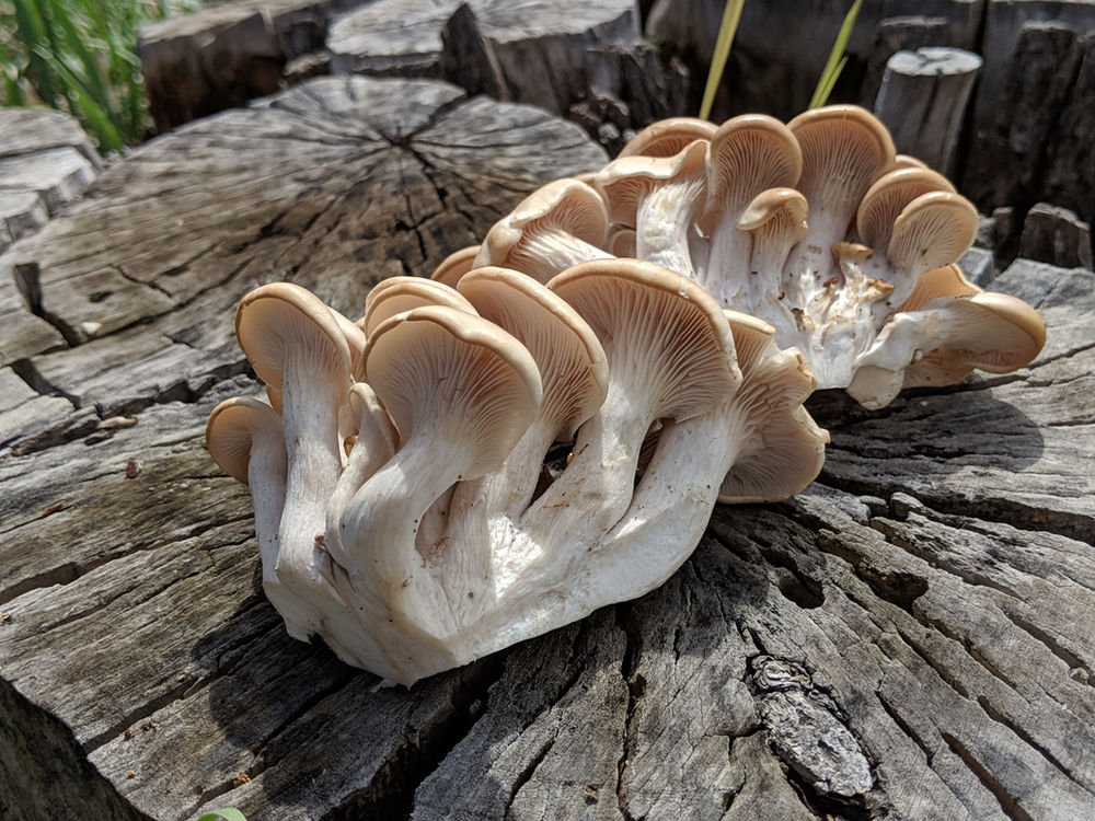 Oyster Mushroom